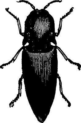 EPS 해외이미지 선 곤충 일러스트 미술 검은색 수확 흰색 그림 판화 아바나 해외202004 해외202105 해외일러스트 동물 컬러 농업 문화예술 파일형식 벡터