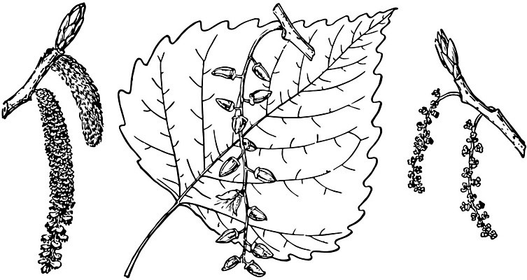 EPS 해외이미지 모양 선 일러스트 미술 빨간색 검은색 수확 흰색 나뭇가지 그림 판화 동쪽 향나무 해외202004 해외202105 해외일러스트 나무 컬러 농업 문화예술 방향 파일형식 벡터