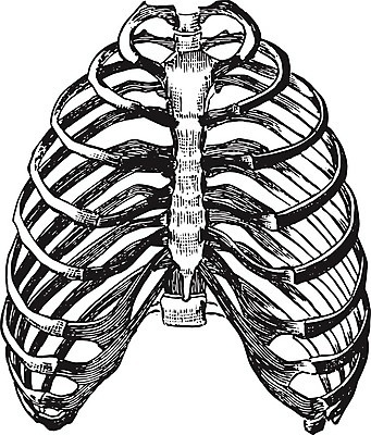 EPS 해외이미지 선 벽 일러스트 미술 검은색 수확 흰색 흉부 그림 판화 해외202004 해외202105 해외일러스트 컬러 농업 문화예술 호흡기관 파일형식 벡터
