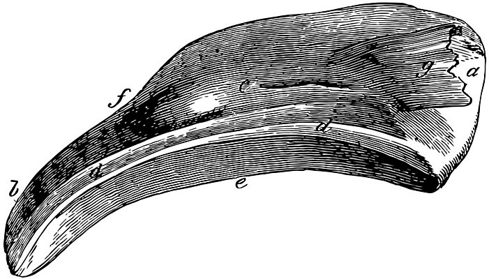 EPS 해외이미지 선 일러스트 미술 검은색 수확 흰색 그림 판화 지라 해외202004 해외202105 해외일러스트 컬러 농업 문화예술 파일형식 벡터