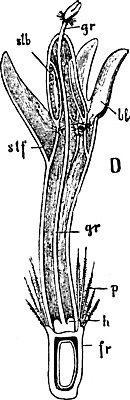 EPS 해외이미지 선 일러스트 부분 미술 검은색 수확 흰색 그림 판화 수레국화 해외202004 해외202105 해외일러스트 꽃 컬러 농업 문화예술 파일형식 벡터