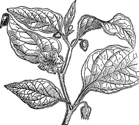 EPS 해외이미지 계절 열매 줄기 백그라운드 잎 과일 일러스트 자연 건강 미술 검은색 수확 골동품 흰색 신선 체리 황금 맛 망토 그림 판화 고립 구스베리 식용 영원 옛날 잉카 페루 해외202004 해외202105 해외일러스트 식물 컬러 컨셉 농업 문화예술 남아메리카 생태계 파일형식 벡터