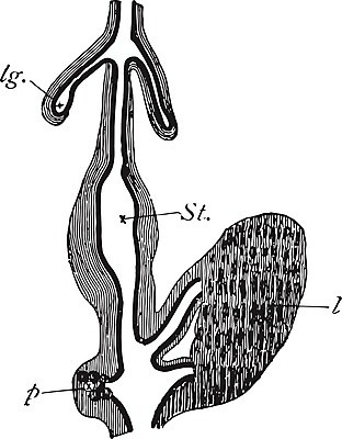 EPS 해외이미지 선 일러스트 해부 병아리 미술 검은색 치킨 수확 흰색 오르간 허파 그림 간 판화 췌장 해외202004 해외202105 해외일러스트 컬러 농업 의학 조류 문화예술 장기_의학 건반악기 호흡기관 닭고기요리 파일형식 벡터