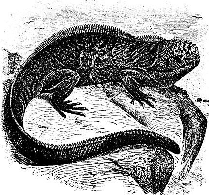 EPS 해외이미지 선 바다 일러스트 종류 미술 검은색 수확 흰색 그림 도마뱀 갈라파고스 판화 해외202004 해외202105 해외일러스트 컬러 농업 파충류 문화예술 에콰도르 파일형식 벡터