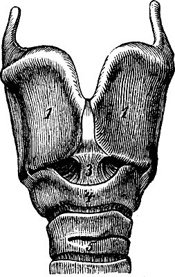 EPS 해외이미지 과학 일러스트 해부 미술 사람 검은색 수확 골동품 흰색 반지 역사 사과 그림 생물학 판화 연골 옛날 해외202004 해외202105 해외일러스트 교육 컬러 농업 과일 장신구 의학 문화예술 파일형식 벡터