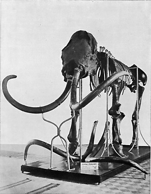 포토 JPG 해외이미지 동물 야생동물 일러스트 코끼리 생물 뼈 골격 종류 미술 사람없음 머리 검은색 수확 골동품 흰색 역사 그림 생물학 화석 고생물 판화 멸종 멸종위기동물 매머드 동물상 시베리아 옛날 해골모형 해외202004 해외202105 해외포토 교육 컬러 농업 포유류 문화예술 신체부위 조형물 모형 파일형식 멸종위기종