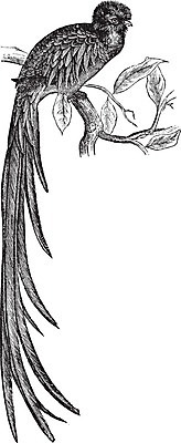 EPS 해외이미지 척추동물 야생동물 날개 일러스트 조류 미술 초록색 컬러풀 검은색 수확 골동품 흰색 보호 인쇄 열대우림 깃털 그림 신화 판화 과테말라 아즈텍 옛날 전국 해외202004 해외202105 해외일러스트 동물 컬러 컨셉 농업 문화예술 중앙아메리카 숲 파일형식 벡터