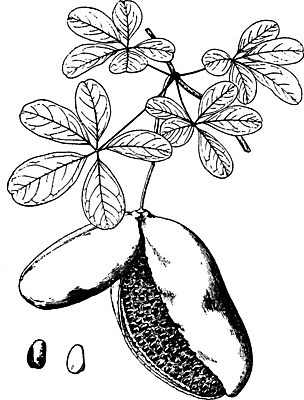 EPS 해외이미지 선 과일 일러스트 부분 미술 내부 보라색 검은색 수확 흰색 그림 판화 인치 해외202004 해외202105 해외일러스트 컬러 농업 문화예술 파일형식 벡터