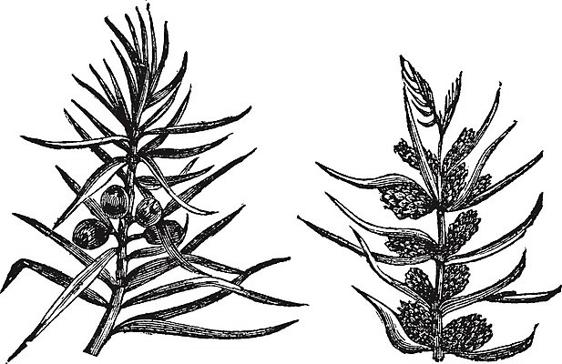EPS 해외이미지 식물 디자인 열매 꽃 줄기 잎 꽃무늬 농업 과일 일러스트 자연 미술 씨앗 초록색 약 검은색 수확 골동품 흰색 나뭇가지 약초 스케치 향신료 그림 유기농 향 상록수 침엽수 판화 원뿔 내추럴 고립 옛날 향나무 차단 해외202004 해외202105 해외일러스트 도형 나무 웰빙 산업 컬러 무늬 의학 문화예술 풀_식물 생태계 향미료 파일형식 벡터
