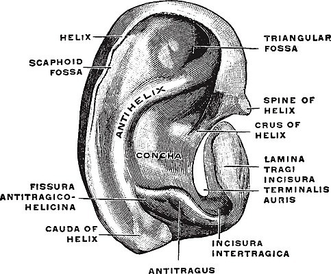 EPS 해외이미지 선 일러스트 미술 검은색 수확 흰색 그림 귀 판화 연골 해외202004 해외202105 해외일러스트 컬러 농업 문화예술 신체부위 파일형식 벡터