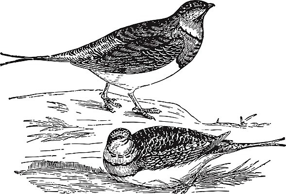 EPS 해외이미지 선 모래 일러스트 미술 검은색 수확 흰색 그림 꼬리 판화 해외202004 해외202105 해외일러스트 컬러 농업 문화예술 파일형식 벡터