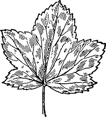 EPS 해외이미지 선 잎 일러스트 미술 검은색 수확 흰색 그림 판화 아욱 해외202004 해외202105 해외일러스트 식물 컬러 농업 문화예술 파일형식 벡터