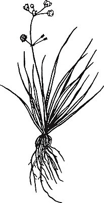 EPS 해외이미지 식물 선 일러스트 감자 오리 종류 미술 검은색 수확 흰색 그림 판화 화살촉 회원 해외202004 해외202105 해외일러스트 컬러 농업 채소 조류 문화예술 화살 파일형식 벡터