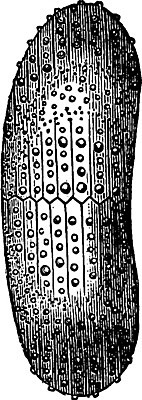 EPS 해외이미지 동물 바다 일러스트 자연 미술 검은색 수확 골동품 흰색 역사 산호 그림 질감 생물학 판화 고슴도치 내추럴 기간 동물상 옛날 쥬라기 해외202004 해외202105 해외일러스트 교육 컬러 농업 포유류 문화예술 조형물 자포동물 생태계 파일형식 벡터