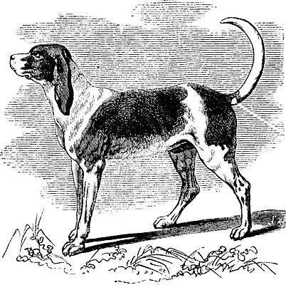 EPS 해외이미지 일러스트 사람없음 빈티지 판화 사냥견 해외202004 해외202105 해외일러스트 컨셉 미술 개 파일형식 벡터