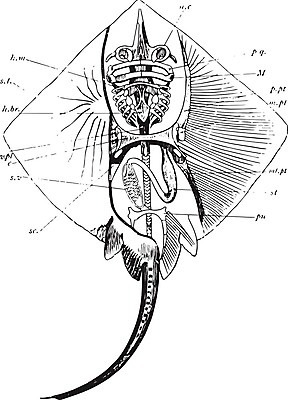 EPS 해외이미지 일러스트 골격 미술 사람없음 라벨 검은색 흰색 스케치 그림 판화 연골 해외202004 해외202105 해외일러스트 컬러 문화예술 프레임 파일형식 벡터