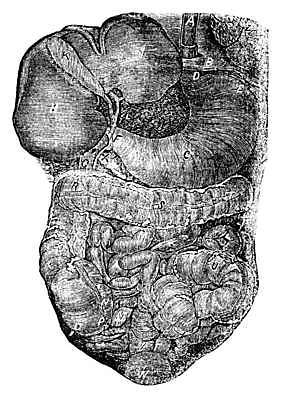 EPS 해외이미지 모양 과학 신체 다이어트 일러스트 부분 해부 건강 사람 내부 약 검은색 수확 골동품 흰색 오르간 인쇄 그림 간 시스템 판화 췌장 방법 복근 옛날 해외202004 해외202105 해외일러스트 컬러 농업 의학 근육 미술 장기_의학 건반악기 파일형식 벡터