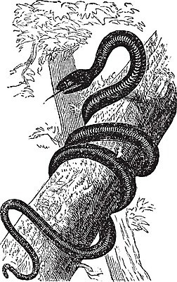 EPS 해외이미지 동물 척추동물 일러스트 파충류 미술 파란색 검은색 수확 골동품 흰색 뱀 선탠 인쇄 그림 북쪽 판화 동쪽 남쪽 달리기선수 레이서 옛날 해외202004 해외202105 해외일러스트 컬러 농업 문화예술 방향 육상선수 파일형식 벡터