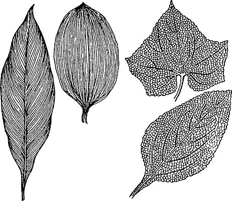 EPS 해외이미지 선 잎 일러스트 미술 검은색 수확 흰색 그림 판화 정맥 해외202004 해외202105 해외일러스트 식물 컬러 농업 문화예술 혈관 파일형식 벡터