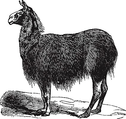 EPS 해외이미지 동물 야생동물 일러스트 포유류 자연 털 미술 야외 검은색 미국 수확 골동품 흰색 황무지 그림 판화 남쪽 내추럴 경보 동물상 라마 옛날 해외202004 해외202105 해외일러스트 컬러 북아메리카 농업 문화예술 조형물 방향 생태계 파일형식 벡터