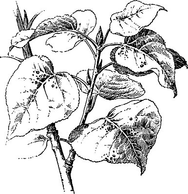 EPS 해외이미지 모양 선 잎 일러스트 미술 검은색 수확 흰색 나뭇가지 하트 그림 판화 미루나무 해외202004 해외202105 해외일러스트 나무 식물 컬러 농업 문화예술 파일형식 벡터