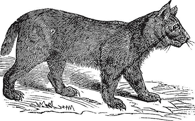 EPS 해외이미지 동물 척추동물 야생동물 캐나다 일러스트 포유류 자연 털 동물원 미술 빛 반사 검은색 고양이 코트 수확 골동품 흰색 인쇄 그림 사냥 귀 육식동물 판화 옛날 스라소니 해외202004 해외202105 해외일러스트 컬러 북아메리카 농업 문화예술 신체부위 반려동물 외투 생태계 파일형식 벡터