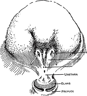 EPS 해외이미지 선 일러스트 미술 검은색 수확 흰색 그림 판화 방광 해외202004 해외202105 해외일러스트 컬러 농업 문화예술 비뇨기관 파일형식 벡터