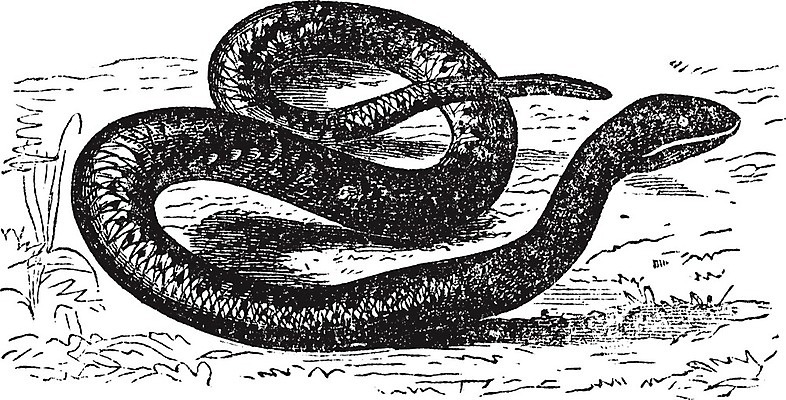 EPS 해외이미지 유럽 일러스트 저울 미술 검은색 프랑스 수확 골동품 흰색 뱀 스페인 삼각형 숲 인쇄 스위스 그림 판화 모나코 심각 안도라 옛날 해외202004 해외202105 해외일러스트 도형 나라 컬러 컨셉 농업 파충류 문화예술 파일형식 벡터