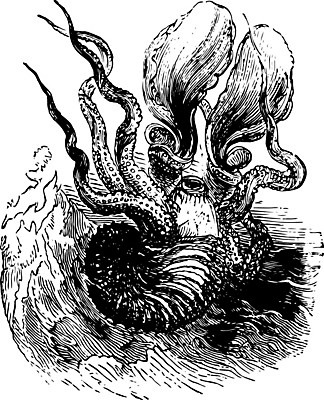 EPS 해외이미지 종이 선 일러스트 미술 검은색 수확 흰색 그림 판화 앵무조개 해외202004 해외202105 해외일러스트 컬러 농업 문화예술 조개 파일형식 벡터