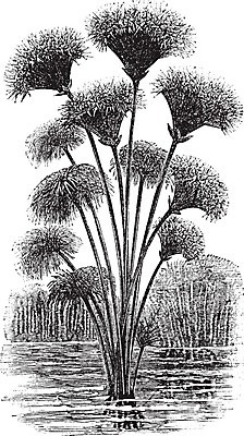 EPS 해외이미지 식물 디자인 꽃 종이 줄기 잎 꽃무늬 일러스트 자연 미술 장식 검은색 수확 골동품 흰색 개화 스케치 그림 판화 내추럴 영원 옛날 파피루스 해외202004 해외202105 해외일러스트 컬러 무늬 농업 문화예술 생태계 파일형식 벡터