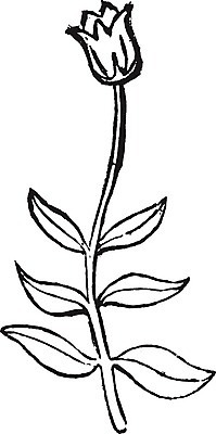 EPS 해외이미지 꽃 선 리플렛 줄기 일러스트 미술 검은색 수확 흰색 그림 판화 반대 똑같은 해외202004 해외202105 해외일러스트 식물 컬러 농업 문화예술 파일형식 벡터