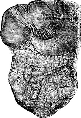 EPS 해외이미지 모양 과학 신체 다이어트 일러스트 부분 해부 건강 미술 사람 내부 약 검은색 수확 골동품 흰색 오르간 인쇄 그림 간 시스템 판화 췌장 방법 복근 옛날 해외202004 해외202105 해외일러스트 컬러 농업 의학 근육 문화예술 장기_의학 건반악기 파일형식 벡터