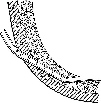 EPS 해외이미지 선 일러스트 미술 검은색 수확 흰색 그림 판화 방광 해외202004 해외202105 해외일러스트 컬러 농업 문화예술 비뇨기관 파일형식 벡터