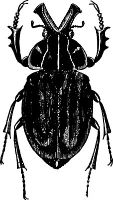 EPS 해외이미지 나무 선 일러스트 미술 검은색 수확 흰색 큼 그림 판화 사방 잉카 생존 해외202004 해외202105 해외일러스트 식물 컬러 농업 문화예술 크기 파일형식 벡터