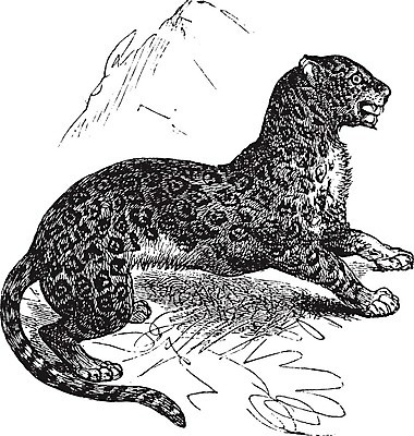 EPS 해외이미지 동물 척추동물 디자인 응시 야생동물 일러스트 포유류 자연 생물 미술 초원 검은색 수확 골동품 흰색 위험 스케치 그림 생물학 육식동물 육식 판화 표범 내추럴 동물상 옛날 재규어 해외202004 해외202105 해외일러스트 시선 교육 컬러 컨셉 농업 문화예술 조형물 생태계 파일형식 벡터