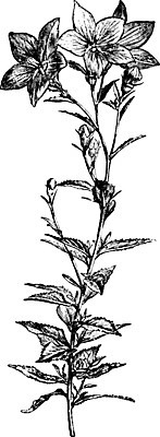 EPS 해외이미지 꽃 선 일러스트 미술 새싹 일본 검은색 중국 수확 흰색 그림 풍선 판화 캄파눌라 해외202004 해외202105 해외일러스트 식물 아시아 컬러 농업 문화예술 파일형식 벡터