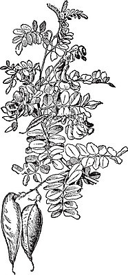 EPS 해외이미지 꽃 선 일러스트 미술 검은색 수확 흰색 그림 판화 방광 해외202004 해외202105 해외일러스트 식물 컬러 농업 문화예술 비뇨기관 파일형식 벡터