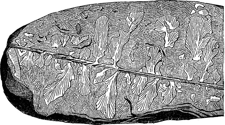 EPS 해외이미지 모양 식물 디자인 과학 밭 일러스트 미술 검은색 수확 골동품 흰색 역사 그림 화석 고생물 판화 멸종 옛날 지질학 해외202004 해외202105 해외일러스트 교육 컬러 농업 문화예술 생물 파일형식 벡터