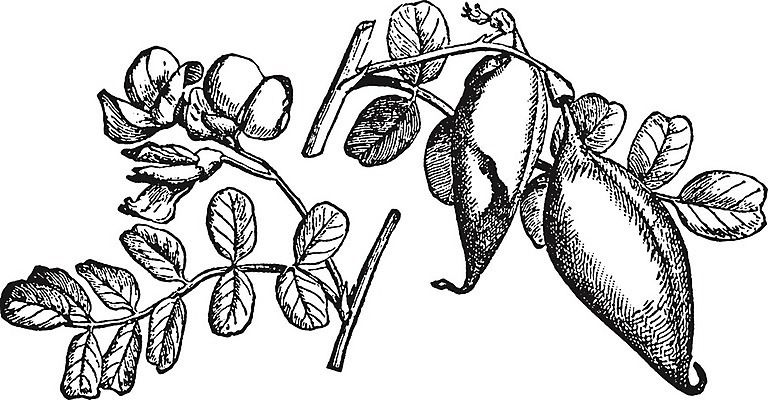 EPS 해외이미지 식물 선 잎 과일 일러스트 미술 검은색 수확 흰색 나뭇가지 그림 판화 방광 해외202004 해외202105 해외일러스트 나무 컬러 농업 문화예술 비뇨기관 파일형식 벡터