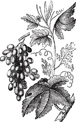 EPS 해외이미지 식물 줄기 잎 과일 일러스트 자연 포도 미술 검은색 수확 골동품 성장 흰색 역사 그림 생물학 포도나무 판화 내추럴 숙성 옛날 해외202004 해외202105 해외일러스트 교육 컬러 농업 문화예술 과일나무 생태계 파일형식 벡터