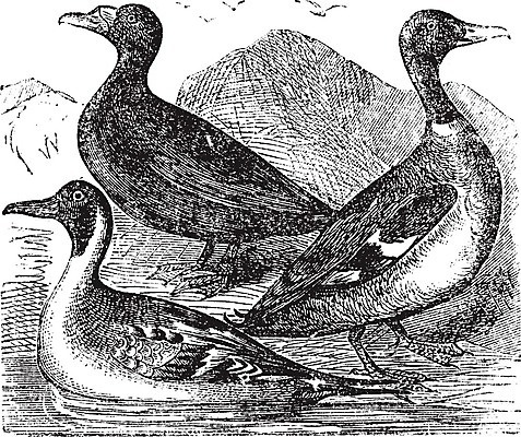 EPS 해외이미지 동물 호수 야생동물 날개 일러스트 자연 조류 오리 미술 물 강 검은색 미국 수확 골동품 흰색 연못 인쇄 깃털 그림 부리 목 북쪽 판화 물새 청둥오리 동물상 민물 옛날 해외202004 해외202105 해외일러스트 자연요소 컬러 북아메리카 농업 문화예술 신체부위 조형물 방향 생태계 파일형식 벡터