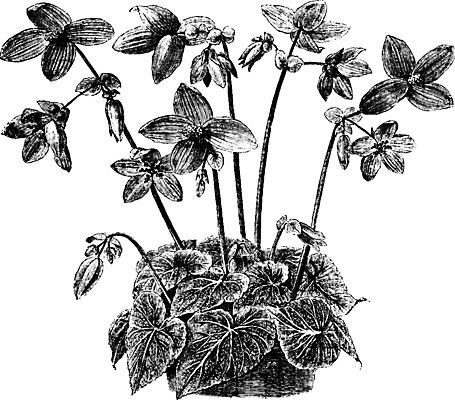 EPS 해외이미지 꽃 선 잎 일러스트 미술 검은색 수확 흰색 나뭇가지 관목 그림 판화 해외202004 해외202105 해외일러스트 나무 식물 컬러 농업 문화예술 파일형식 벡터