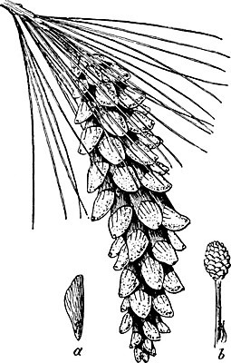 EPS 해외이미지 나무 선 일러스트 옥수수 미술 검은색 수확 흰색 나뭇가지 소나무 그림 판화 원뿔 가문비나무 해외202004 해외202105 해외일러스트 도형 식물 컬러 농업 문화예술 곡류 파일형식 벡터
