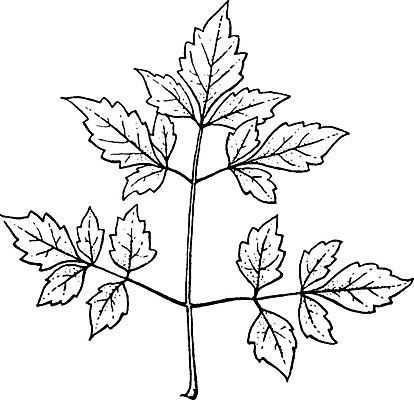 EPS 해외이미지 나무 선 일러스트 미술 검은색 견과류 수확 흰색 그림 판화 캐슈넛 해외202004 해외202105 해외일러스트 식물 컬러 농업 문화예술 파일형식 벡터