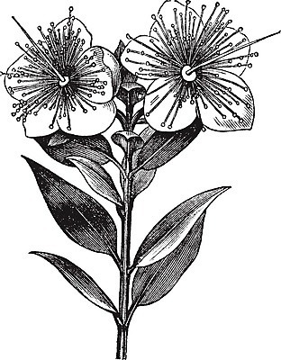 EPS 해외이미지 나무 식물 열매 꽃 잎 꽃무늬 일러스트 미술 씨앗 장식 약 정원 검은색 수확 골동품 흰색 개화 약초 기름 허브 관목 그림 원예 향기 뿌리 상록수 판화 옛날 진실 해외202004 해외202105 해외일러스트 음식 컬러 무늬 농업 의학 문화예술 취미 풀_식물 냄새 파일형식 벡터