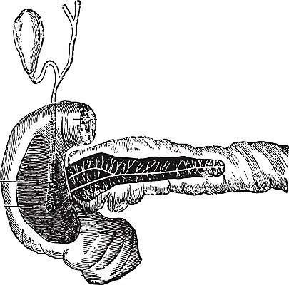 EPS 해외이미지 과학 일러스트 해부 미술 사람 검은색 주스 수확 골동품 흰색 역사 중앙 그림 생물학 판화 췌장 옛날 해외202004 해외202105 해외일러스트 교육 음료 컬러 농업 의학 문화예술 장기_의학 파일형식 벡터