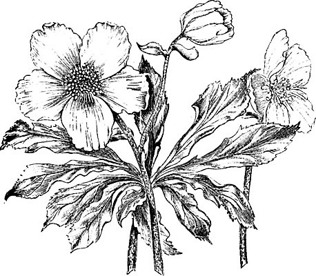 EPS 해외이미지 꽃 선 크리스마스 겨울 일러스트 미술 장미 검은색 수확 흰색 시간 개화 큼 그림 상록수 판화 타입 니제르 사방 영원 해외202004 해외202105 해외일러스트 식물 계절 기념일 컬러 농업 문화예술 크기 파일형식 벡터