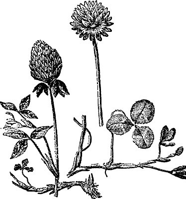 EPS 해외이미지 선 일러스트 부분 미술 검은색 수확 흰색 클로버 그림 판화 해외202004 해외202105 해외일러스트 컬러 농업 문화예술 파일형식 벡터