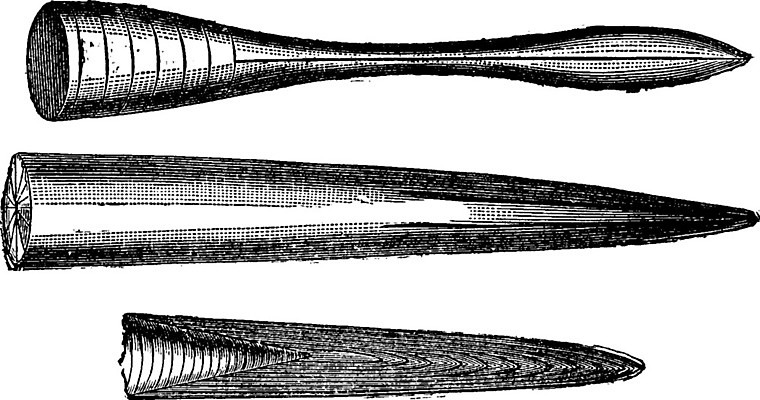 EPS 해외이미지 동물 바다 일러스트 자연 화살 생물 미술 검은색 수확 골동품 흰색 역사 그림 생물학 부리 화석 고생물 판화 멸종 내추럴 기간 옛날 쥬라기 해외202004 해외202105 해외일러스트 교육 컬러 농업 문화예술 생태계 파일형식 벡터