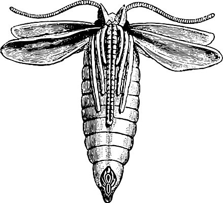 EPS 해외이미지 선 나비 곤충 일러스트 휴식 미술 검은색 수확 껍질 흰색 거북이 큼 흉부 그림 판화 해외202004 해외202105 해외일러스트 동물 컬러 컨셉 농업 파충류 문화예술 호흡기관 크기 파일형식 벡터